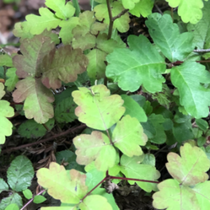 Make your property safe. The removal of Poison Oak should be left to our experts at Alex’s Gardening Service. | Alex's Gardening Services